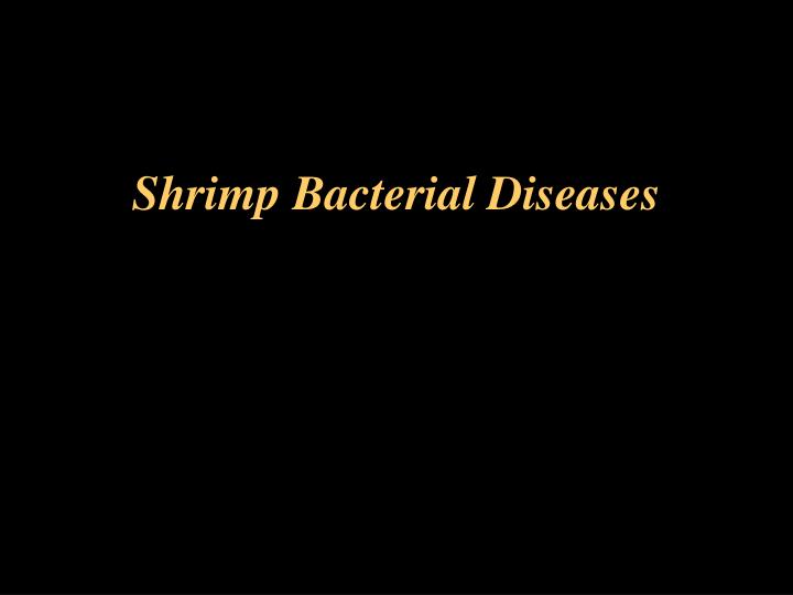 shrimp bacterial diseases