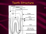 Tooth Structure - slide 1