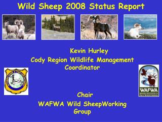 Wild Sheep 2008 Status Report