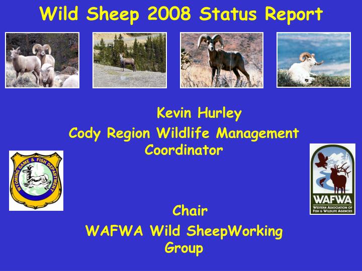wild sheep 2008 status report
