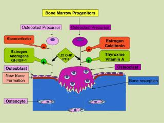 Bone Marrow Progenitors