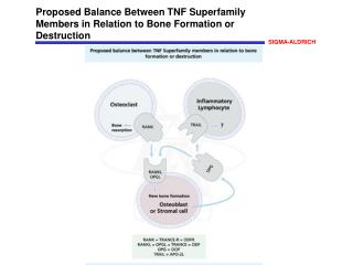 Proposed Balance Between TNF Superfamily Members in Relation to Bone Formation or Destruction