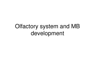 Olfactory system and MB development