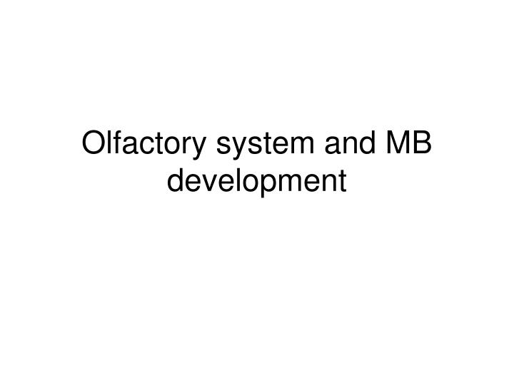 olfactory system and mb development