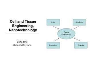 Cell and Tissue Engineering, Nanotechnology