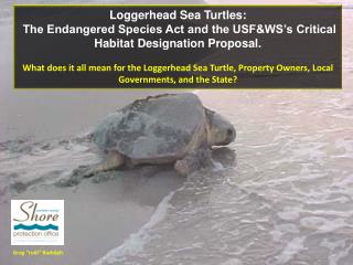 Loggerhead Sea Turtles: