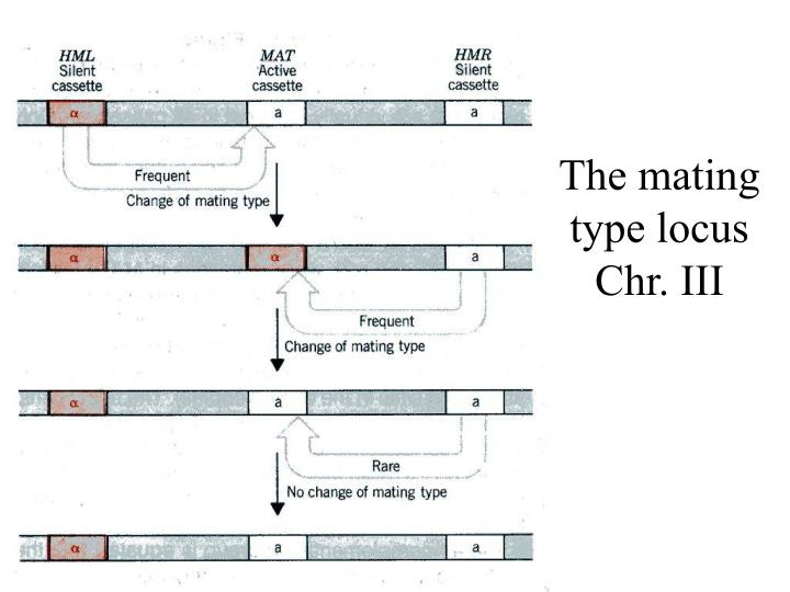 the mating type locus chr iii