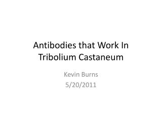 Antibodies that Work In Tribolium Castaneum