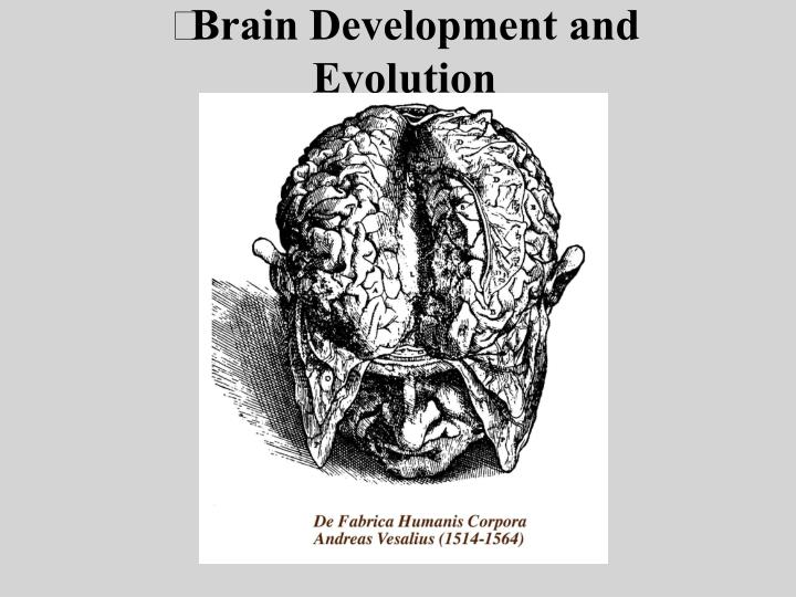 brain development and evolution