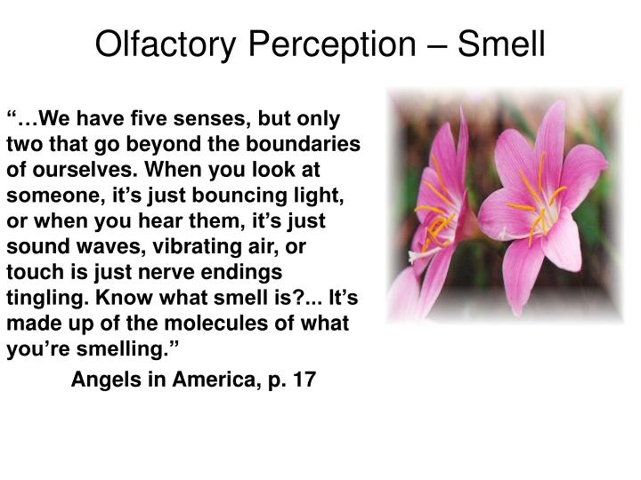 olfactory perception smell