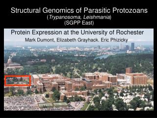 Structural Genomics of Parasitic Protozoans ( Trypanosoma, Leishmania ) (SGPP East)