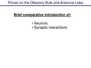 Primer on the Olfactory Bulb and Antennal Lobe
