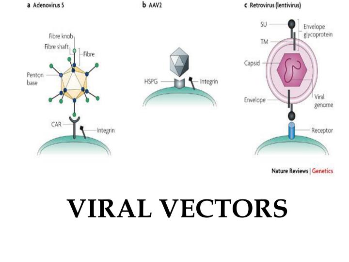 viral vectors