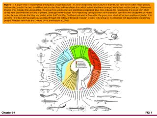 Figure 1.2 A sampling of adult body forms in living amphibians.