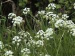 Poison Hemlock - slide 1