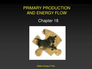 PRIMARY PRODUCTION AND ENERGY FLOW
