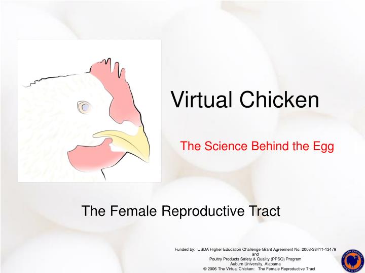 virtual chicken