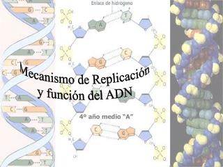 Mecanismo de Replicación y función del ADN