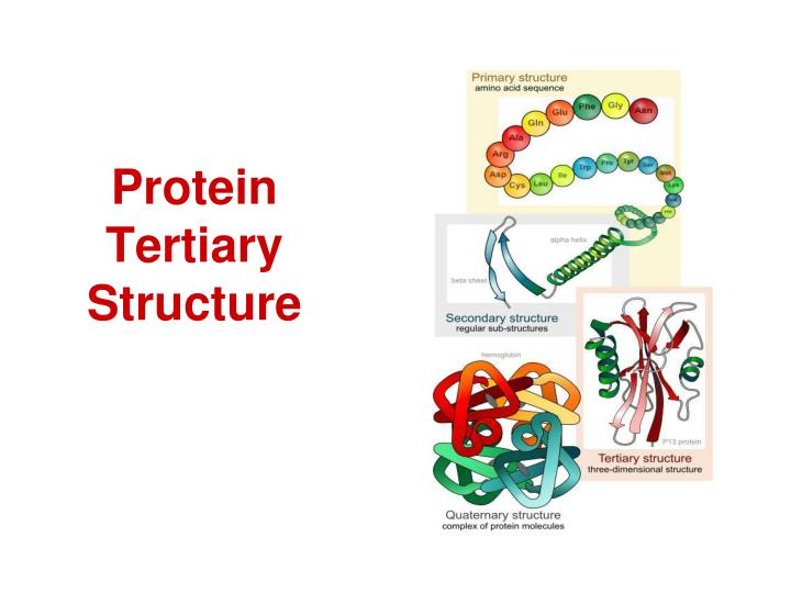 protein primary secondary tertiary and quaternary structure