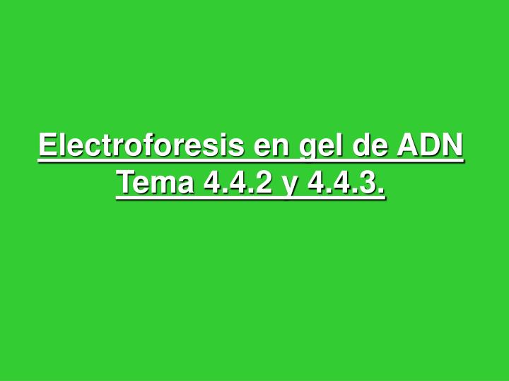 electroforesis en gel de adn tema 4 4 2 y 4 4 3