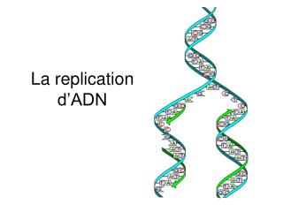 la replication d adn