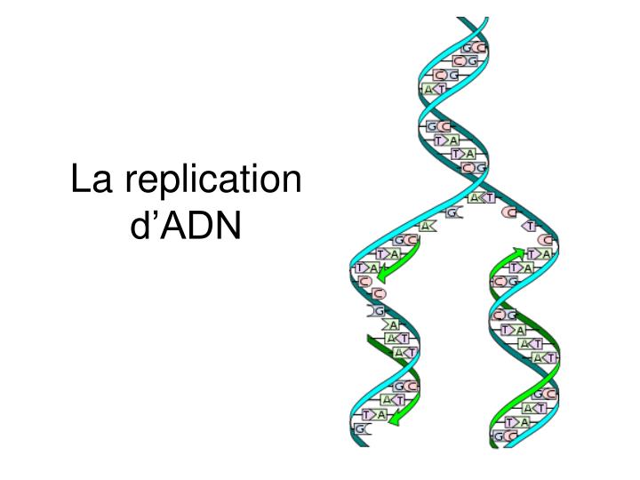 la replication d adn