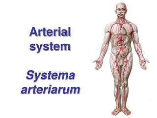 Arterial system Systema arteriarum