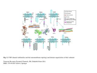 Fig. 1.7 NMR structure of an E-F hand in the TRPP2 C terminus