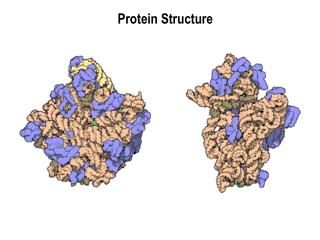 Protein Structure