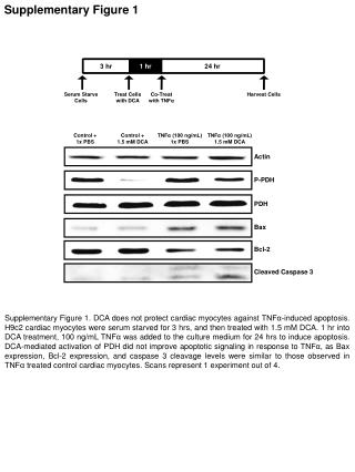 Supplementary Figure 1