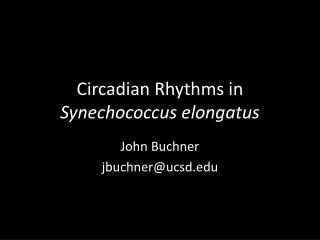 Circadian Rhythms in Synechococcus elongatus