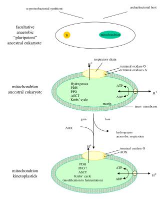 ?-proteobacterial symbiont