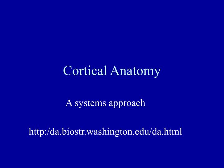 cortical anatomy