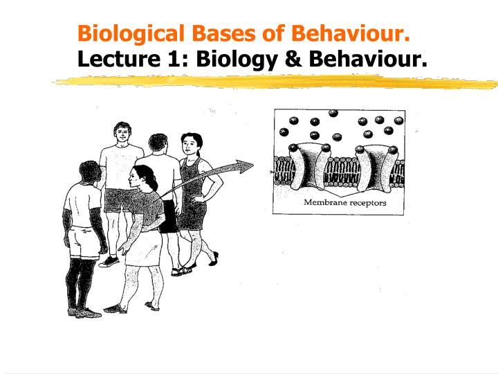 PPT - Biological Bases Of Behaviour. Lecture 1: Biology & Behaviour ...