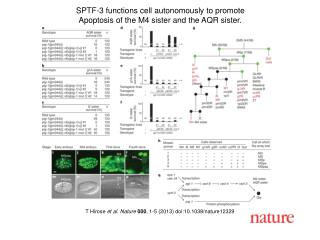 T Hirose et al. Nature 000 , 1 - 5 (2013) doi:10.1038/nature 12329