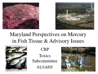Maryland Perspectives on Mercury in Fish Tissue &amp; Advisory Issues