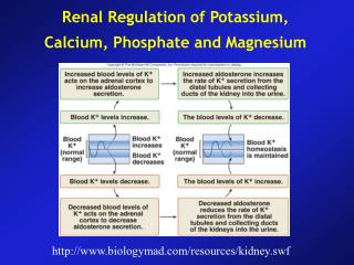 Renal Regulation of Potassium, Calcium, Phosphate and Magnesium