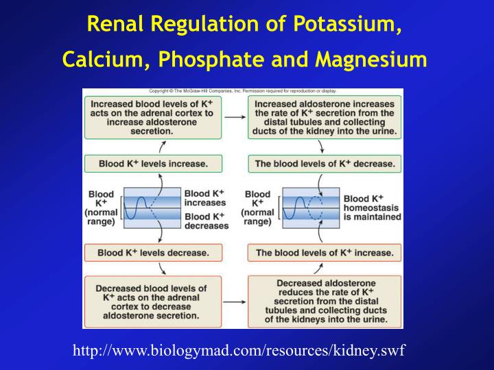 renal regulation of potassium calcium phosphate and magnesium