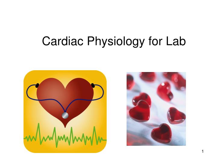 cardiac physiology for lab