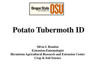 Potato Tubermoth ID