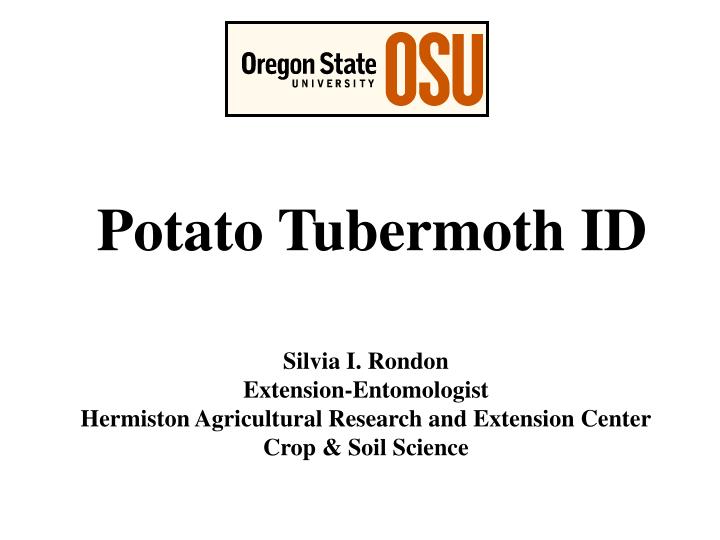potato tubermoth id