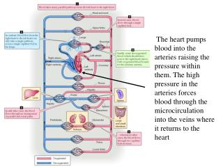 The Cardiac Output is the volume of blood circulating around the system per minute. ~5 L/min