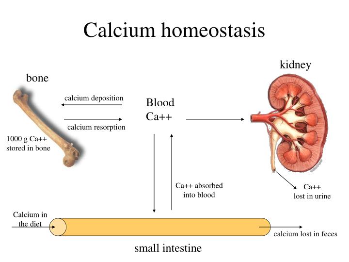calcium homeostasis