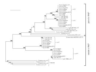 Y.pestis Angola tccC1