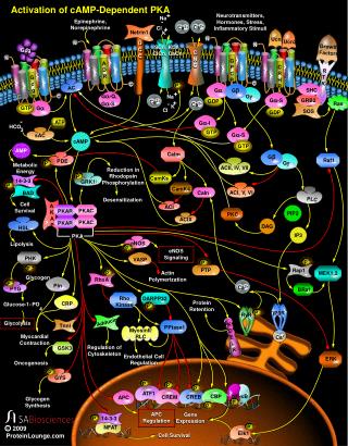 activation of camp dependent pka
