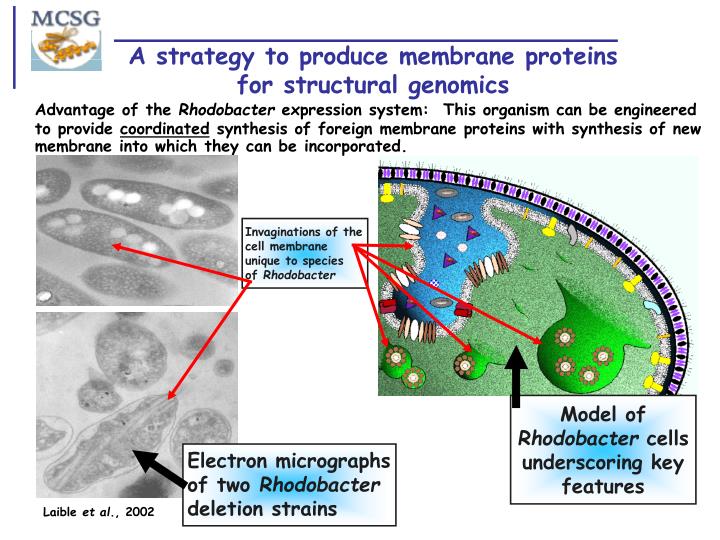 a strategy to produce membrane proteins for structural genomics