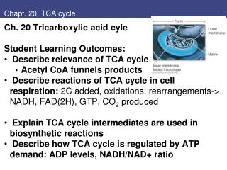 Chapt. 20 TCA cycle