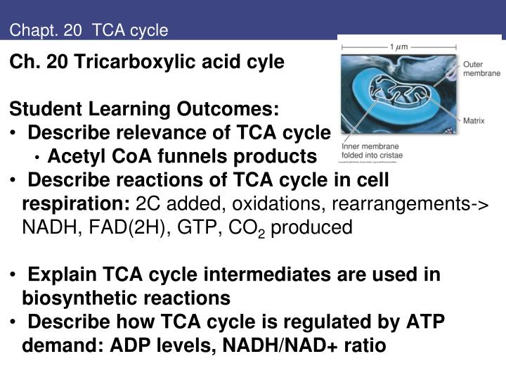 chapt 20 tca cycle