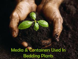 Media &amp; Containers Used In Bedding Plants