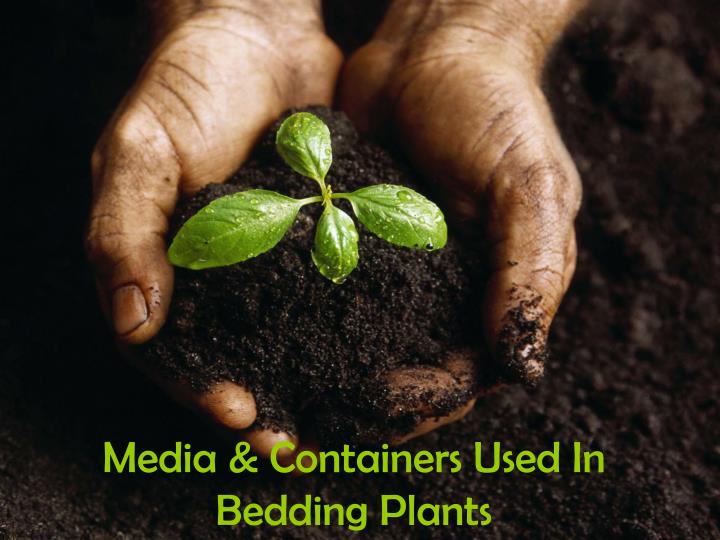 media containers used in bedding plants